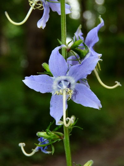 {Campanula americana}